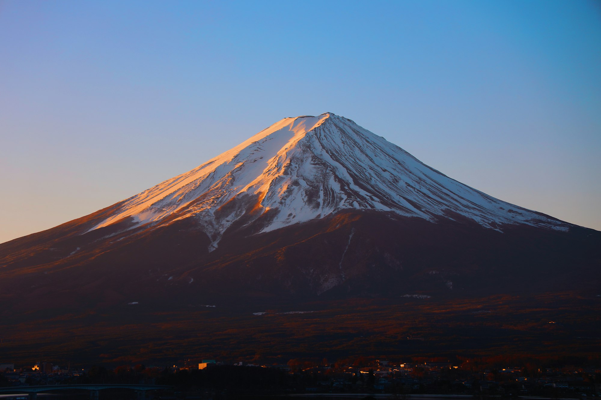 湘南エリアの大樹